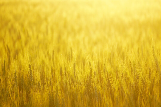 Dense golden cereal heads under bright summer light during peak ripening stage. Illustrates regenerative grain cultivation aesthetics, resilient food systems, and climate-adapted farmland textures.