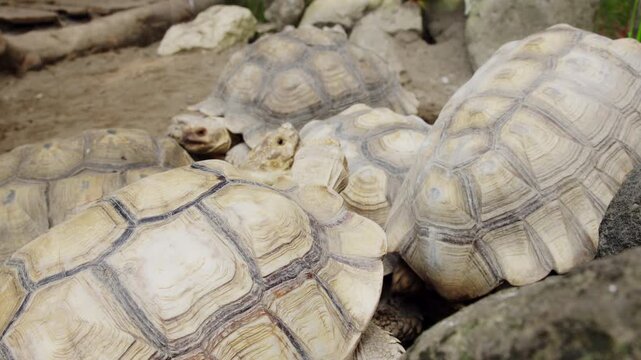 Several large tortoises resting and moving inside a zoo habitat, showcasing wildlife conservation, natural animal behavior, and a protected environment.