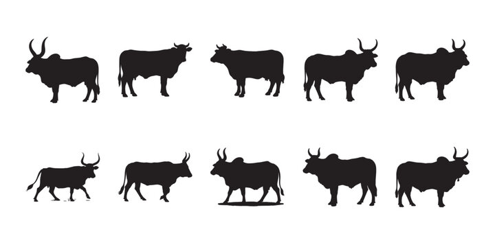 Tropical Guzera cattle silhouettes. Professional vector set of Bos indicus cattle in multiple positions. Perfect for ranching, farming, and animal related graphic projects.