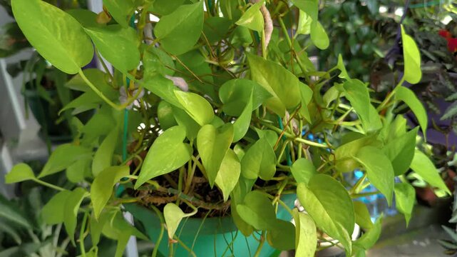 Golden pothos plant on a hanging planter home garden