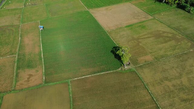 Aerial view of Terraced Green Rice Field in East Aceh, Sumatera. Showcasing sustainable agriculture and breathtaking natural landscape.