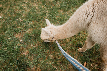 Closeup of furry alpaca. Pastoral setting featuring alpaca and textured fleece details. Idyllic farm scene showcasing alpaca with visible fleece and tranquil environment © Anastasia