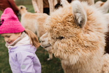 Child and fluffy animal. Girl walking with soft alpaca friend. Young girl accompanied by fuzzy alpaca. Child exploring outdoors alongside friendly fleececoated alpaca creature © Anastasia