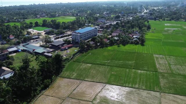 Aerial view of Terraced Green Rice Field in East Aceh, Sumatera. Aerial view of verdant rice terraces next to village nestled among trees on sunny morning