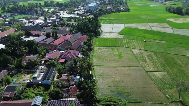 Aerial view of Terraced Green Rice Field in East Aceh, Sumatera. Aerial view of verdant rice terraces next to village nestled among trees on sunny morning