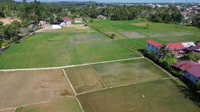 Aerial view of Terraced Green Rice Field in East Aceh, Sumatera. Showcasing sustainable agriculture and breathtaking natural landscape.