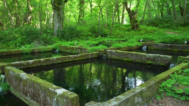 鳥取県の春の奥大山木谷沢渓流_10bit_4:2:2_チルト