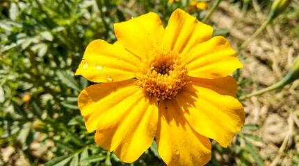 Obraz premium A vibrant yellow marigold flower in full bloom, captured in a closeup shot with natural sunlight highlighting its delicate petals and texture