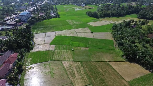 Aerial view of Terraced Green Rice Field in East Aceh, Sumatera. Showcasing sustainable agriculture and breathtaking natural landscape.