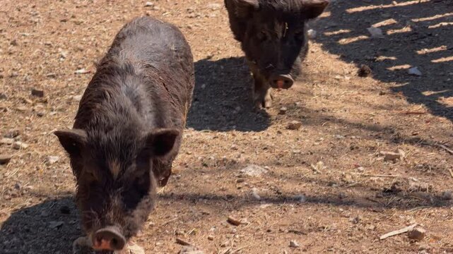 Group of wild boar pig with bristly hair resting on dusty dirt ground in sunny day, free roaming forest mammal herd at rural sanctuary scene