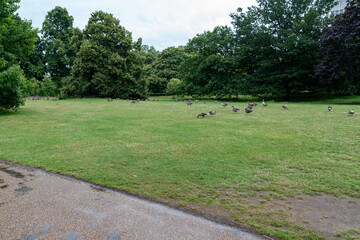 Obraz premium Wild geese feed naturally across open parkland with green surroundings, combining urban recreation space and natural bird habitat scenery.
