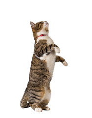 Fototapeta premium Side view full length portrait of playful cute cat standing up on hind paws trying to catch something in air isolated on transparent background with copy space