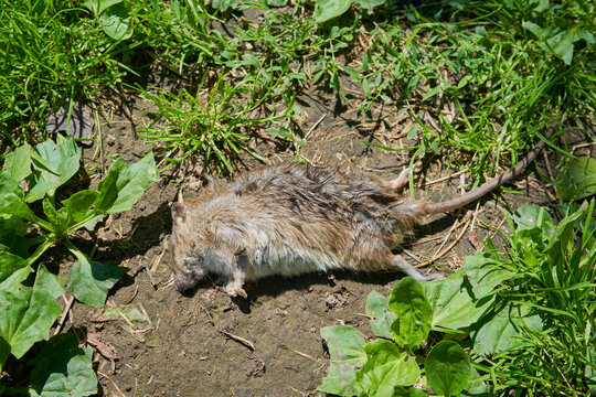 Dead rat on the ground after deratization. Dead poisoned rat , pest control concept.A dead grey rodent lies on the dirt and grass in the backyard, showing the result of pest control or extermination.
