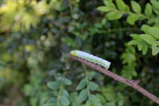 Chenille, noctuelle cuivr&eacute;e ou la Pyramide, Amphipyra pyramidea
