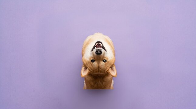 A dog is upside down and looking at the camera with a happy expression and its tongue out.