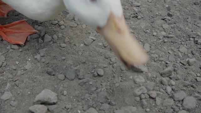 White Duck Foraging on Gravel Ground, Close-Up Portrait of Domestic Duck Feeding