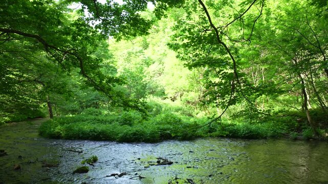 鳥取県の春の奥大山木谷沢渓流_10bit_4:2:2_横パン