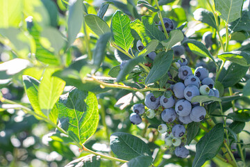 Fresh blueberries growing on bush in sunny blueberry farm © littlekissphotograpy