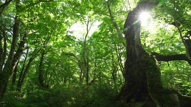 鳥取県の春の奥大山木谷沢渓流_10bit_4:2:2