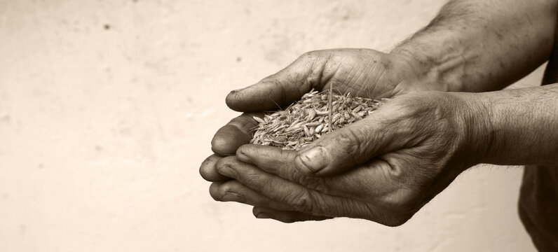 Old hands with wheats