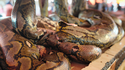 Dead reticulated python snake, malayopython reticulatus, sold for meat in local market in tomohon, north sulawesi, indonesia, southeast asia © Spice Footage