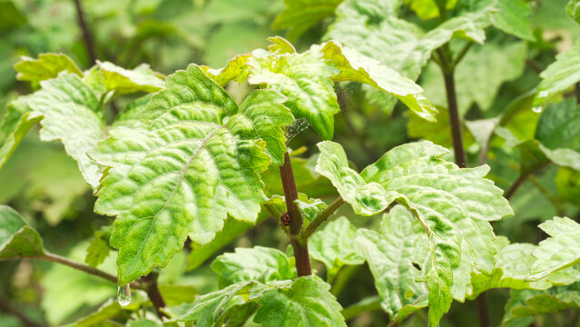 patchouli plant leaves closeup on farm in indonesia, southeast asia