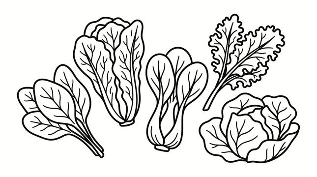 Minimalist vector cartoon illustration of leafy vegetables, black and white only, clean bold outline, spinach, lettuce, bok choy, kale, cabbage leaves, cute organic shapes, hand drawn cartoon style, i
