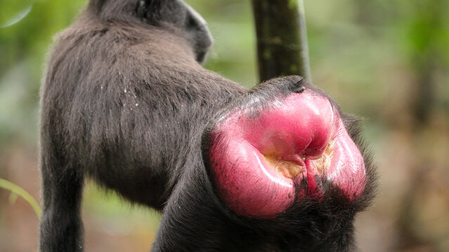Female Celebes crested macaque, macaca nigra, with perineal sexual swelling,  sulawesi, indonesia