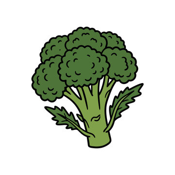 Vibrant green broccoli head illustration with stalk and leaves. Stylized colored vector graphic of fresh cruciferous vegetable isolated on white background, suitable for healthy lifestyle content, foo