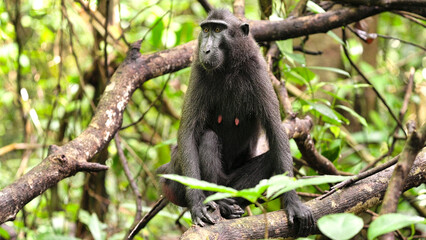 Fototapeta premium an adult female Celebes crested macaque, macaca nigra, sitting on a branch in rainforest, endangered animal, monkey, primate, sulawesi endemic species, indonesia