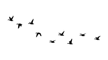 ducks flock isolated on transparent background png, flying ducks on transparent background. © Ali