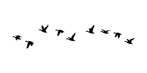 black ducks flock on transparent background flock of ducks isolated on transparent background. © Ali