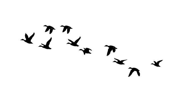 flock of ducks isolated on transparent background png, flying ducks on transparent background.