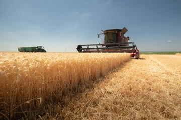 Fototapeta premium A combine harvester working in a wheat field