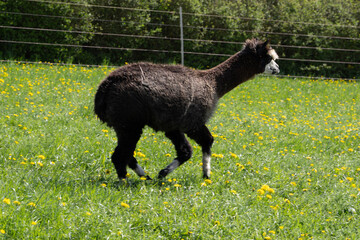 Fototapeta premium alpaka tier natur lama