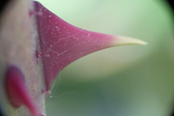dorne pflanze blume natur © fotorena.de