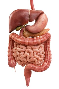 Human Digestive System Anatomy Illustration with Stomach Intestines and Liver. featuring liver, stomach, pancreas, small intestine, large intestine, and rectum isolated on white background.