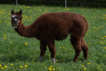 Fototapeta premium alpaka tier natur lama
