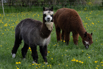 Fototapeta premium alpaka tier natur lama paar 2