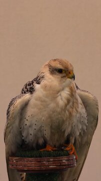 Beautiful saker falcon perching indoors looking around