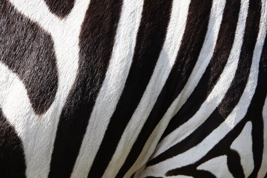 Zebra, zebra texture, background image
