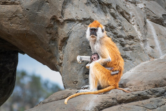 patas monkey with a small baby sits on a rock