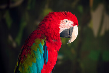 Fototapeta premium Green-winged macaw. Close-up of the parrot's head in profile.