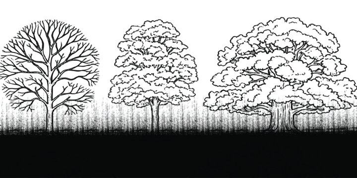 Three different deciduous trees collection in black and white line art drawing style