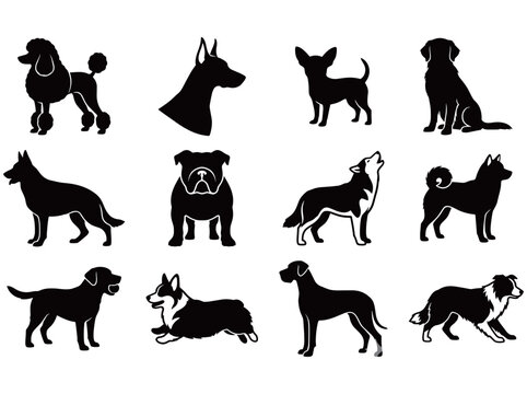 Vector silhouettes of different dog breeds including poodle doberman chihuahua retriever German shepherd bulldog husky and corgi