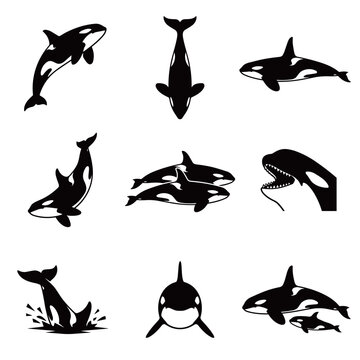 Killer whale orca vector silhouettes collection showing jumping diving mother with calf and open mouth sharp teeth predator graphics pack