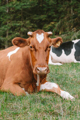 Fototapeta premium Brown and White Cow Standing in Green Pasture with Other Cows