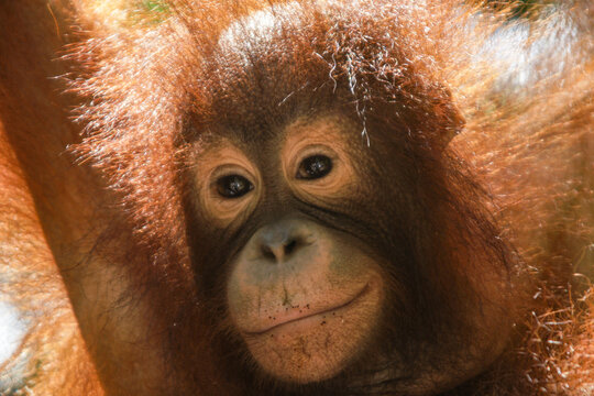 Baby orangutan portrait in the rainforest of Sabah, Borneo