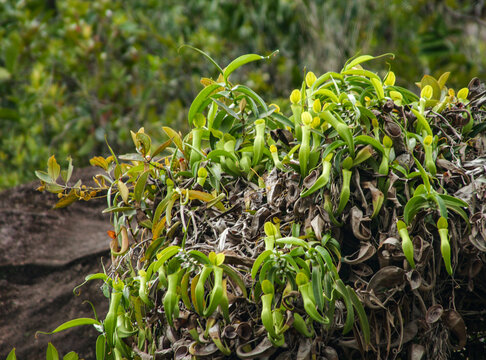 Nepenthes reinwardtiana growing on sandstone cliffs in Bako National Park, Sarawak, Borneo
