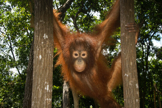 Young orangutan playing in rainforest trees, Sabah Borneo Malaysia